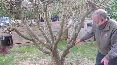 How to prune figs in a cool climate for first (breba) crop fig ...