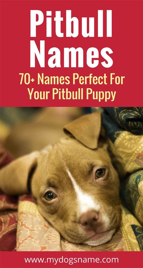 75+ Pitbull Names You'll Love [Tough, Classic, & More] - My Dog's Name | Pitbull names, Dog ...