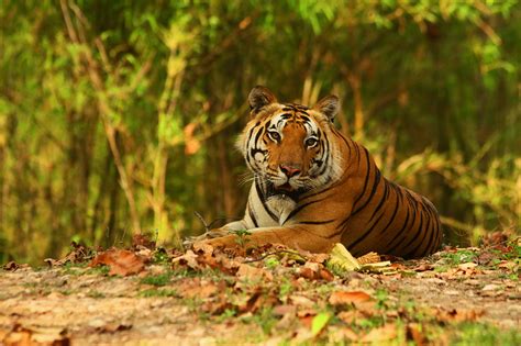 Kanha National Park-Tiger Reserve of Madhya Pradesh