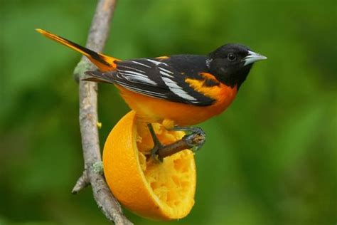 Oriole Bird Facts | Anatomy, Diet, Habitat, Behavior - Animals Time