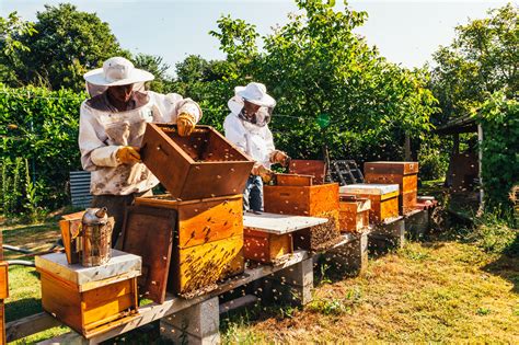 Get Business Buzzing: How to Start a Bee Farm - FindABusinessThat.com