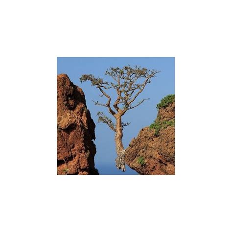 Boswellia sacra seeds, Frankincense tree for sale