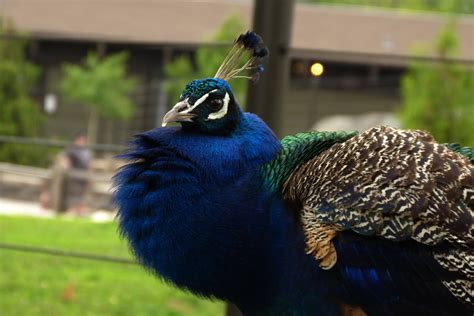 Indian Peacock, 5-3-12 - ZooChat