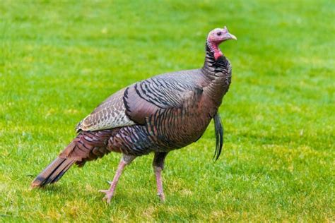 Why Would A Wild Turkey Be By Itself? - All About Pets