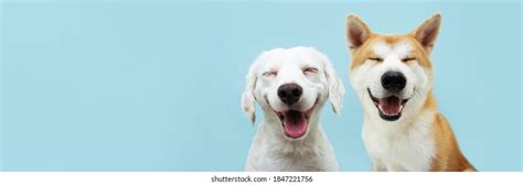 Are Smiling Dogs Really Smiling