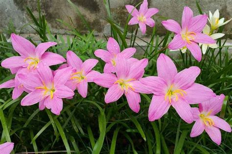 Zephyranthes rosea (Rain Lily)