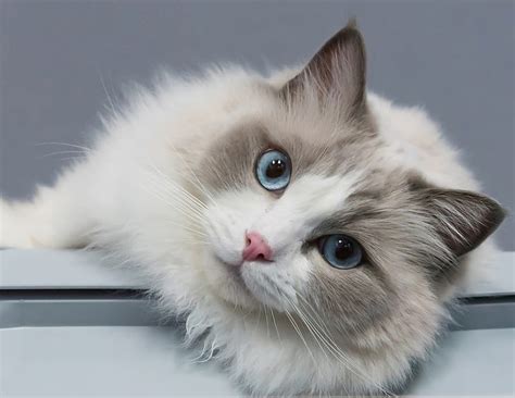 Cat, ragdoll, face, pisici, eyes, white, blue, HD wallpaper | Peakpx