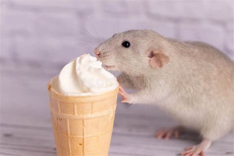 Funny Animals Ice Cream Stock Photos - Free & Royalty-Free Stock Photos from Dreamstime