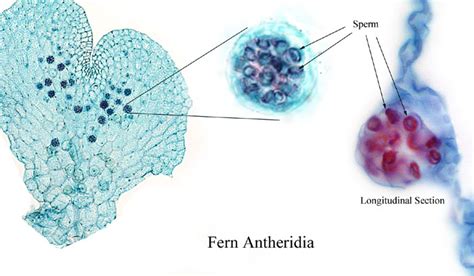 Antheridium