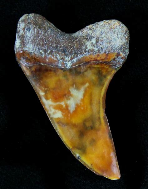 1.3" Mako Shark Tooth Fossil - Sharktooth Hill, CA For Sale (#23570) - FossilEra.com