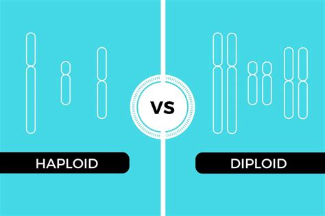 Haploid vs Diploid - Differences and how to remember them