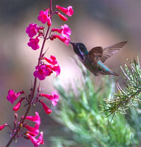 Fuschia Flower With Hummingbird