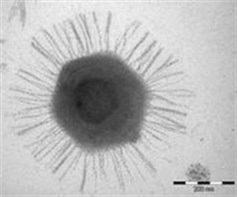 Mimivirus - MicrobeWiki