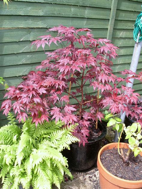 Acer Palmatum Purple Ghost | Japanese maple tree, Acer palmatum, Plants