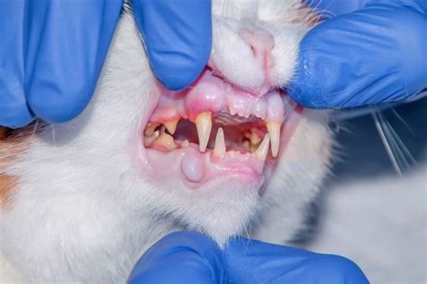 Cat Tooth Extractions: What to Expect & What to Watch For