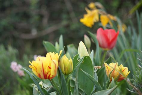 Bloemen Lente Kleuren - Gratis foto op Pixabay