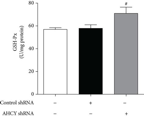 AHCY overexpression enhanced- while its knockdown weakened the ...