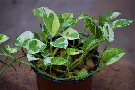 Buy Money Plant Online At Lowest Price | Nestreeo.com