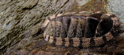 Chiton on Fotopedia | Walking with dinosaurs, Amazing nature, Animal planet