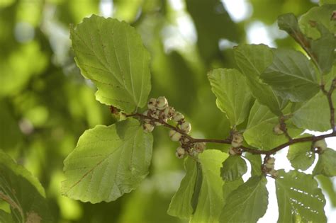 A Year With the Trees: Witch-Hazel - Hamamelis virginiana