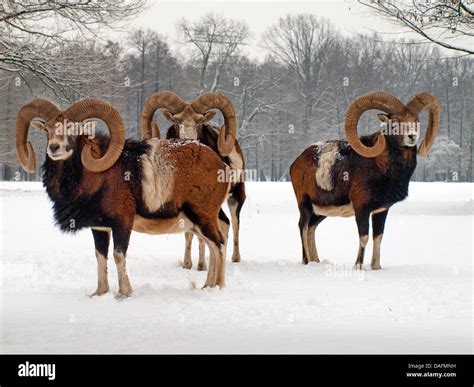 Mouflon (Ovis musimon, Ovis gmelini musimon, Ovis orientalis musimon), three males in snow ...