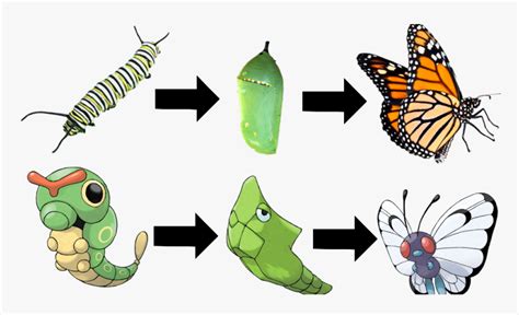 Evolution Of Butterfly Animation, HD Png Download - kindpng