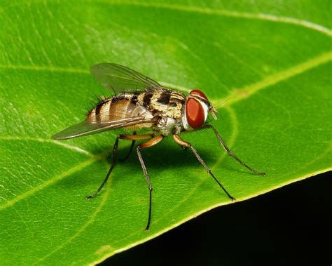 Tachinid Fly (Tachinidae) | Larvae (maggots) of most members… | Flickr