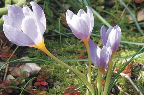 Enjoy fall-blooming crocus before next spring | Cape Gazette