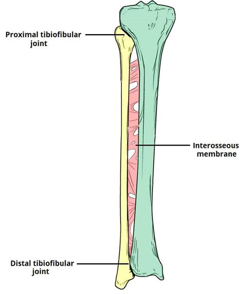 Distal Tibiofibular Joint