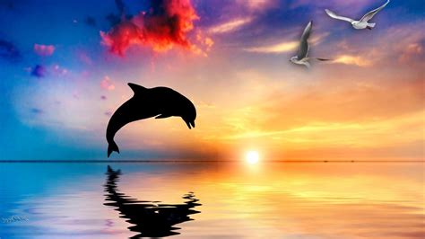 Dolphin Wallpapers HD - Wallpaper Cave