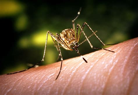Free picture: up-close, culex, tarsalis, mosquito, feeding, landed, skin