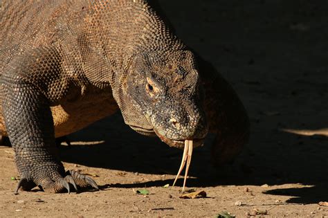 Komodo Dragon Wallpapers Images Photos Pictures Backgrounds