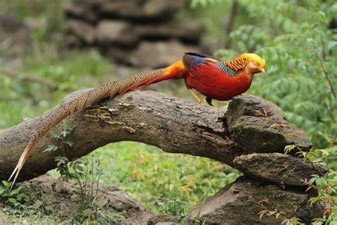 Golden Pheasant - Facts, Information and Pictures | Popular Bird | by Pets Planet.. - Amazing ...