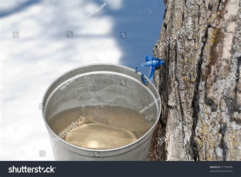 Macro Of A New Tap And Bucket Used For Collecting Maple Sap In The Early Spring. Stock Photo ...