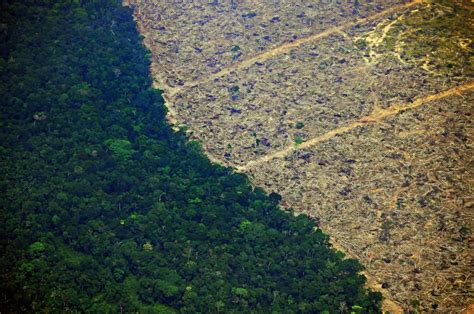 The Amazon Rainforest : A Planetary Icon In Danger