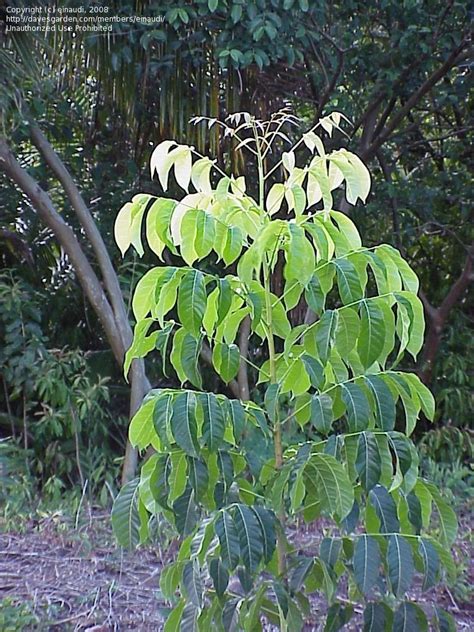 PlantFiles Pictures: Honduras Mahogany (Swietenia macrophylla) by einaudi