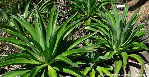 Agave Plants: Growing, Care And Use In the Landscape and Indoors