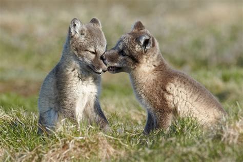 Endangered Animals - The Tundra: A Frozen Desert