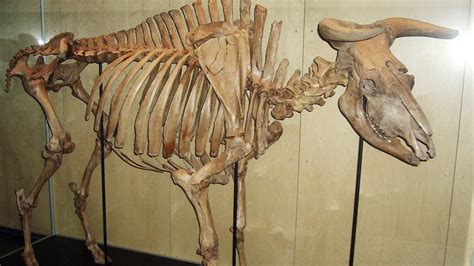 When Did Aurochs Go Extinct? - Online Field Guide