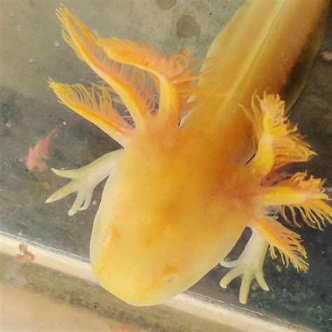 For Sale Golden albino axolotls - FaunaClassifieds