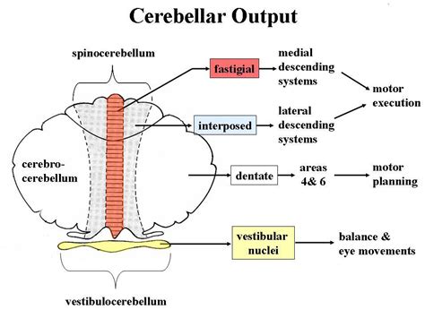 Cerebellum