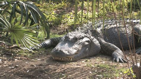 Alligator Laying In A Jungle Near A Palm Tree And Pond. Tropical ...