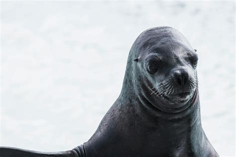 Foto gratuita di animale, cane di mare, foca