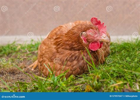 Sleepy Chicken stock image. Image of fowl, animals, country - 57997047