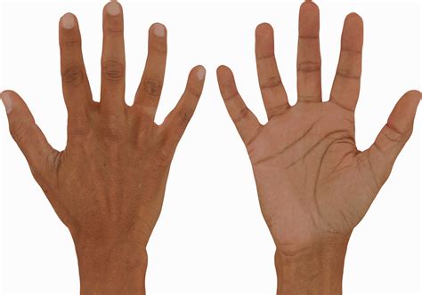 3 x Male 3D Hand Models / Asian 20/40/60 years old