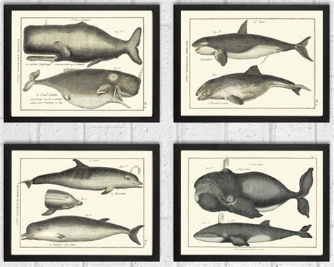 Dolphin and Whale Art Print Set of 4 Antique Beautiful Ocean Sea Marine ...