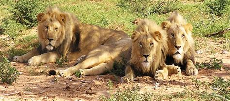 Best time to visit Rann of Kutch Desert Wildlife Sanctuary - Gujarat tour