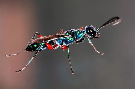 The Amazing Stuff: These wasps have mind control powers! (Don't worry, it's only over spiders ...