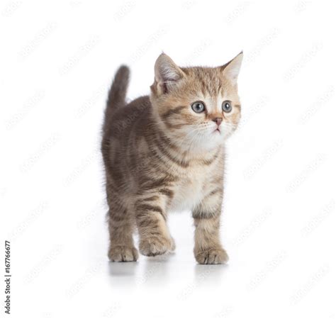 Young cat walking front view isolated Stock Photo | Adobe Stock