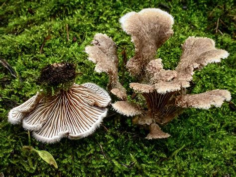 California Fungi: Schizophyllum commune